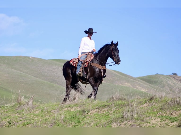 American Quarter Horse Wallach 11 Jahre 155 cm Rappe in Tres Pinos