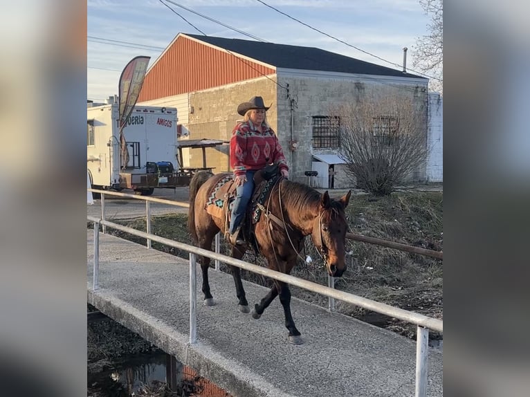 American Quarter Horse Wallach 11 Jahre 155 cm Roan-Bay in Henderson