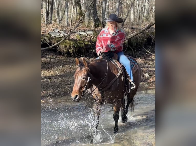 American Quarter Horse Wallach 11 Jahre 155 cm Roan-Bay in Henderson