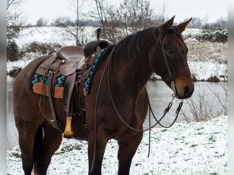 American Quarter Horse Wallach 11 Jahre 155 cm Roan-Bay in Henderson