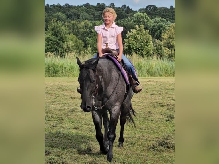 American Quarter Horse Wallach 11 Jahre 155 cm Roan-Blue in Robards, KY