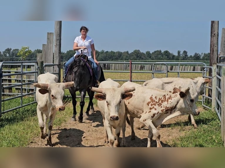 American Quarter Horse Wallach 11 Jahre 155 cm Roan-Blue in Robards, KY