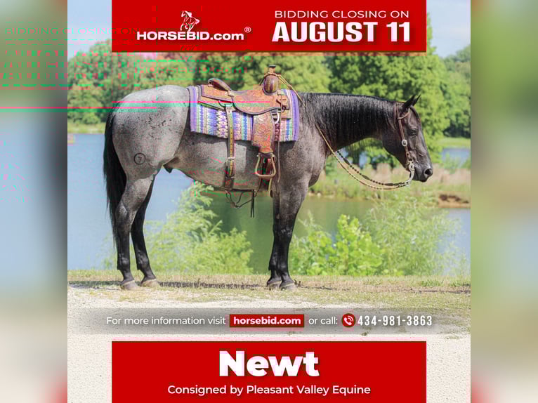 American Quarter Horse Wallach 11 Jahre 155 cm Roan-Blue in Robards, KY