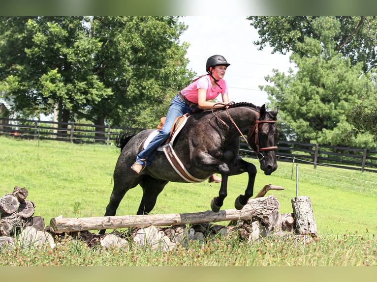 American Quarter Horse Wallach 11 Jahre 155 cm Roan-Blue in Robards, KY