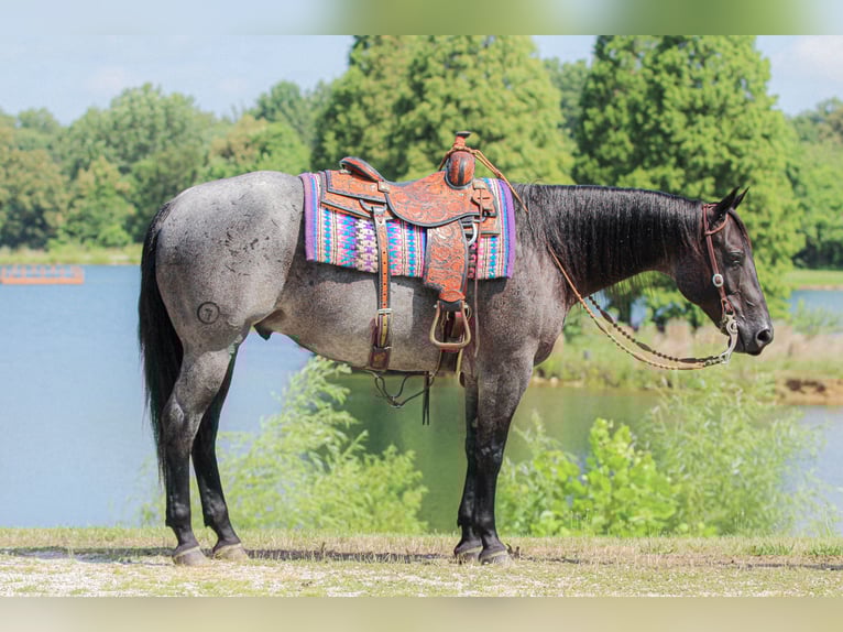 American Quarter Horse Wallach 11 Jahre 155 cm Roan-Blue in Robards, KY