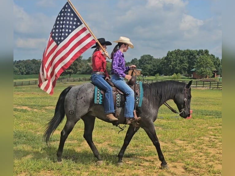 American Quarter Horse Wallach 11 Jahre 155 cm Roan-Blue in Robards, KY
