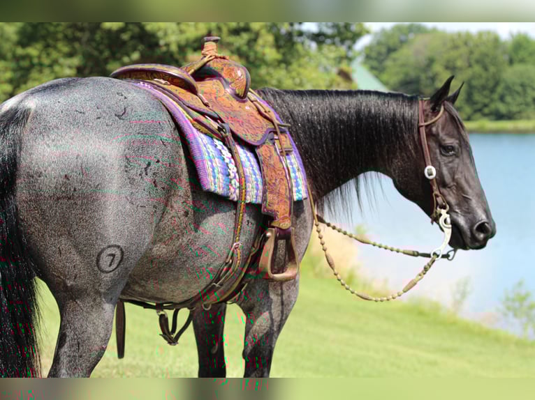 American Quarter Horse Wallach 11 Jahre 155 cm Roan-Blue in Robards, KY