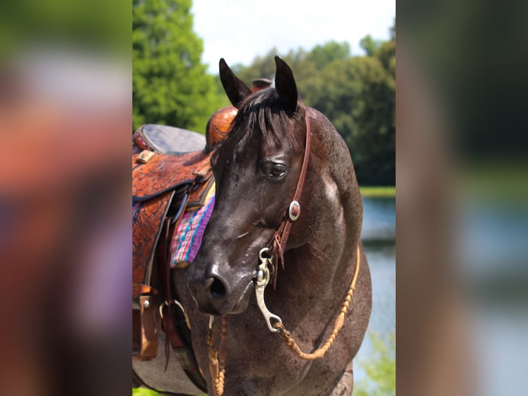 American Quarter Horse Wallach 11 Jahre 155 cm Roan-Blue in Robards, KY