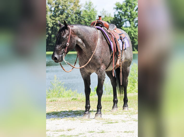 American Quarter Horse Wallach 11 Jahre 155 cm Roan-Blue in Robards, KY
