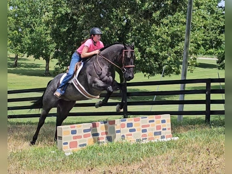 American Quarter Horse Wallach 11 Jahre 155 cm Roan-Blue in Robards, KY