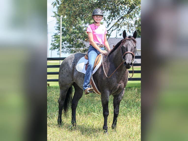 American Quarter Horse Wallach 11 Jahre 155 cm Roan-Blue in Robards, KY