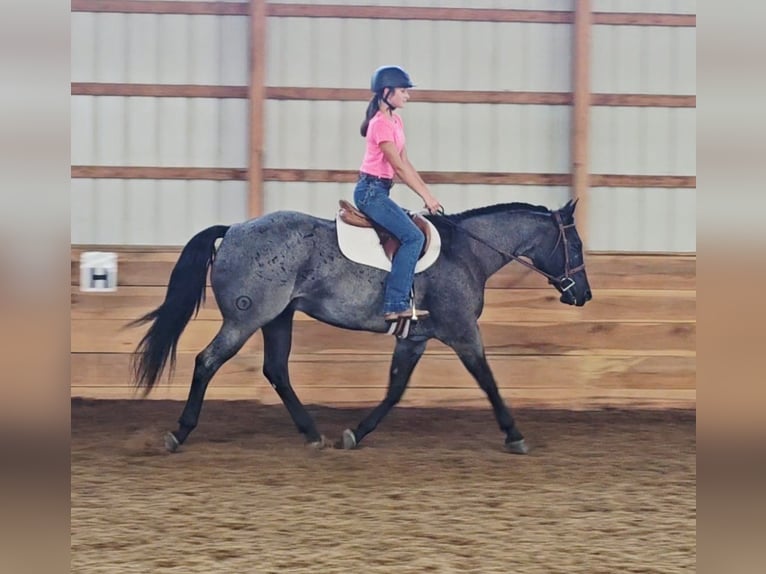 American Quarter Horse Wallach 11 Jahre 155 cm Roan-Blue in Robards, KY