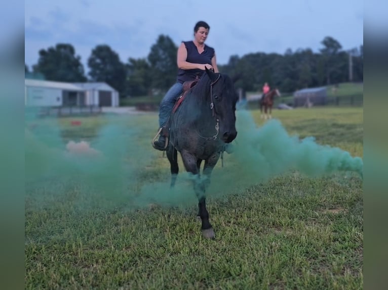 American Quarter Horse Wallach 11 Jahre 155 cm Roan-Blue in Robards, KY