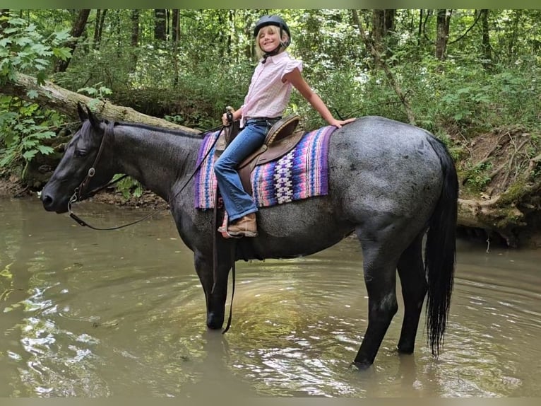 American Quarter Horse Wallach 11 Jahre 155 cm Roan-Blue in Robards, KY