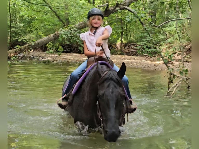 American Quarter Horse Wallach 11 Jahre 155 cm Roan-Blue in Robards, KY