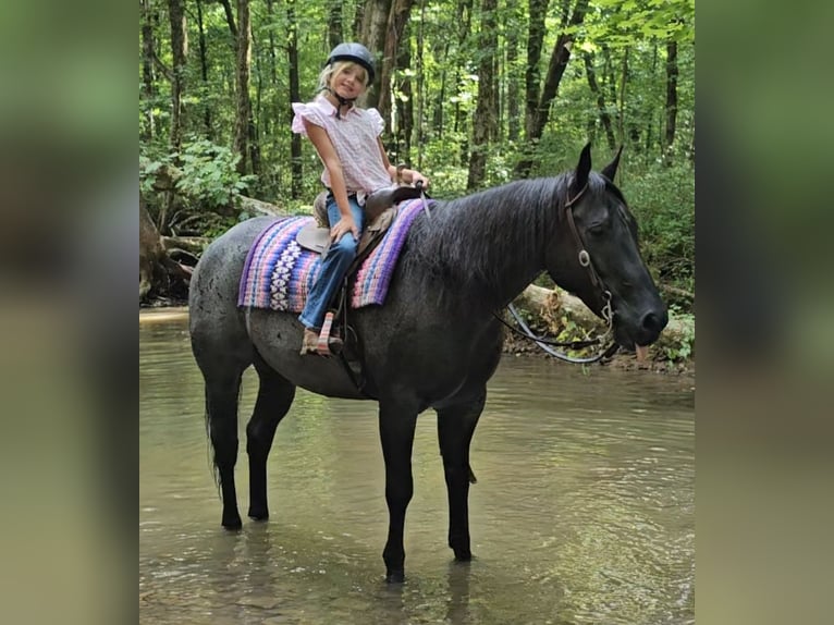 American Quarter Horse Wallach 11 Jahre 155 cm Roan-Blue in Robards, KY