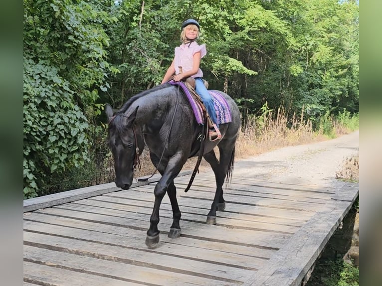 American Quarter Horse Wallach 11 Jahre 155 cm Roan-Blue in Robards, KY