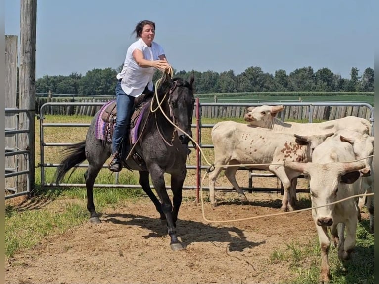 American Quarter Horse Wallach 11 Jahre 155 cm Roan-Blue in Robards, KY