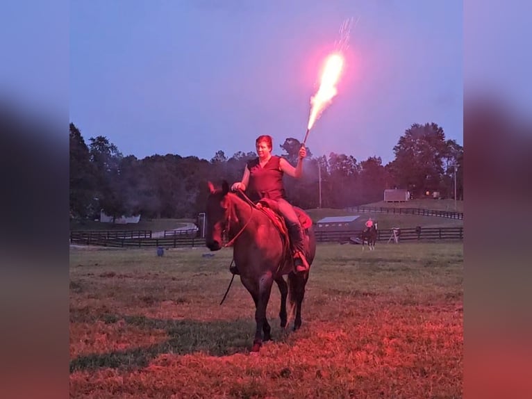 American Quarter Horse Wallach 11 Jahre 155 cm Roan-Blue in Robards, KY