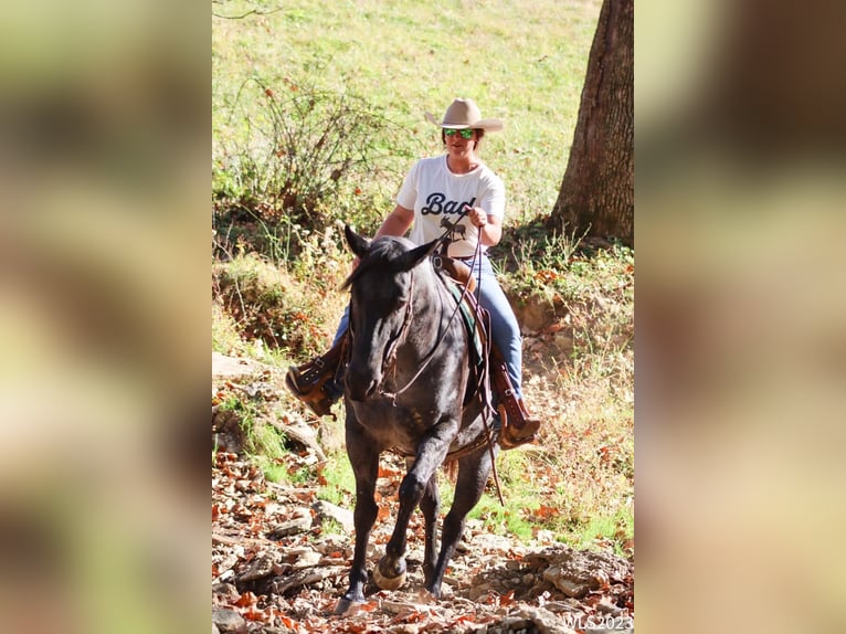 American Quarter Horse Wallach 11 Jahre 155 cm Roan-Blue in Brooksville KY