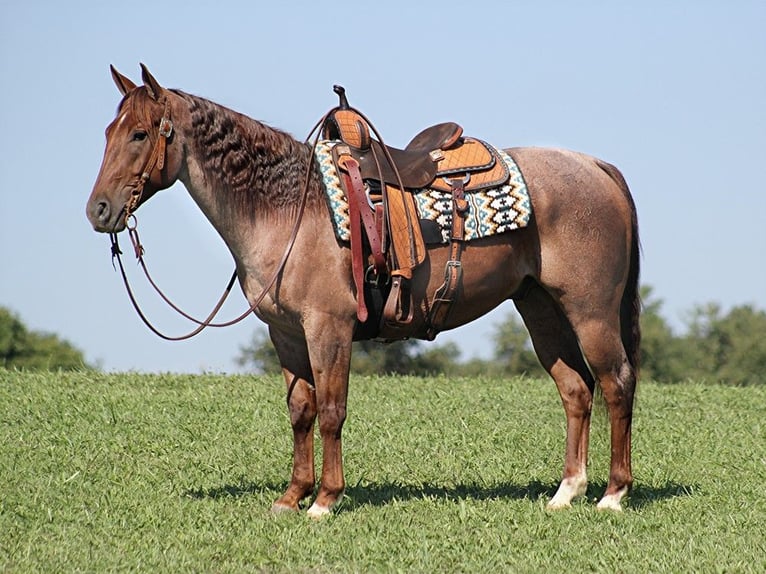American Quarter Horse Wallach 11 Jahre 155 cm Roan-Red in Brodhead, KY