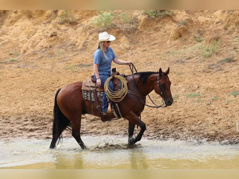 American Quarter Horse Wallach 11 Jahre 155 cm Rotbrauner in Joshua, TX