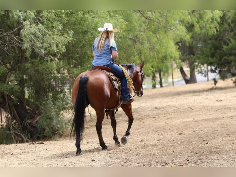 American Quarter Horse Wallach 11 Jahre 155 cm Rotbrauner in Joshua, TX