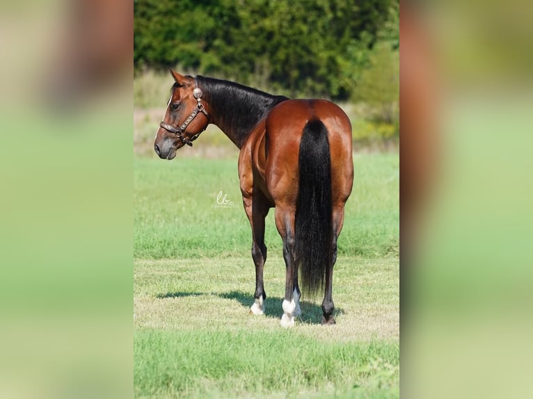 American Quarter Horse Mix Wallach 11 Jahre 155 cm Rotbrauner in Terrell, TX