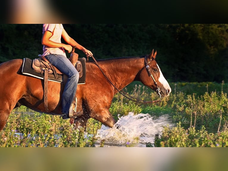 American Quarter Horse Mix Wallach 11 Jahre 155 cm Rotbrauner in Terrell, TX