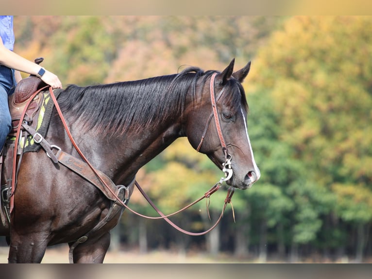 American Quarter Horse Wallach 11 Jahre 155 cm Rotbrauner in Clarion, PA