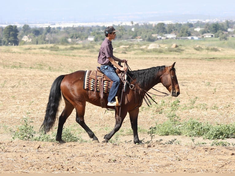 American Quarter Horse Wallach 11 Jahre 155 cm Rotbrauner in Norco