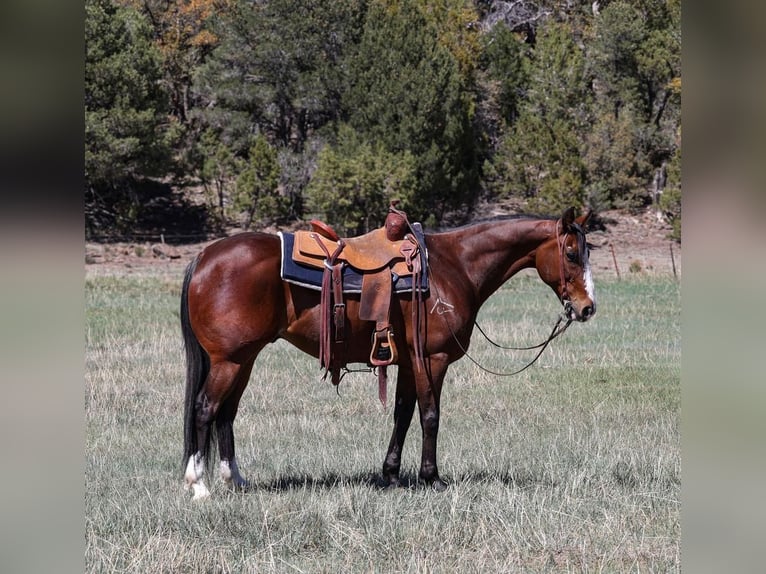 American Quarter Horse Wallach 11 Jahre 155 cm Rotbrauner in Camp Verde, AZ