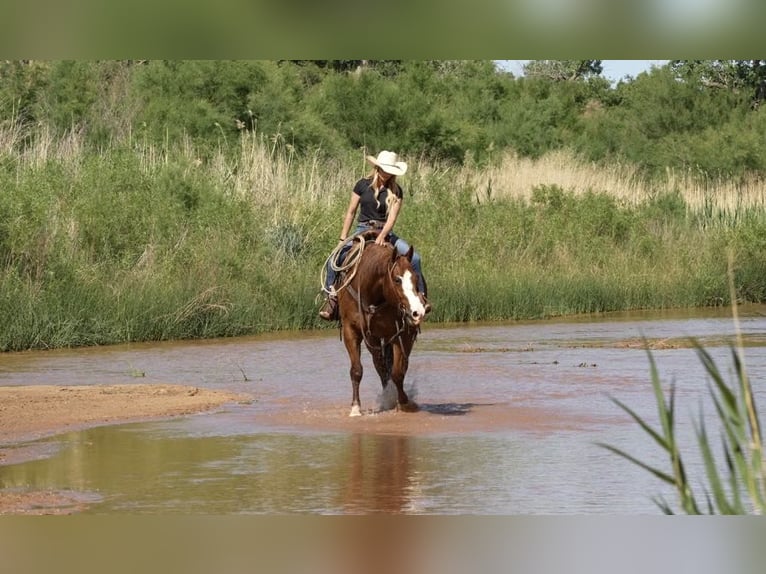 American Quarter Horse Wallach 11 Jahre 155 cm Rotfuchs in Amarillo, TX