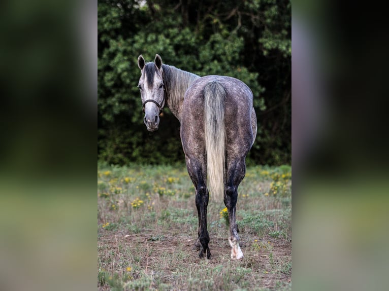 American Quarter Horse Wallach 11 Jahre 155 cm Schimmel in Weatherford, TX