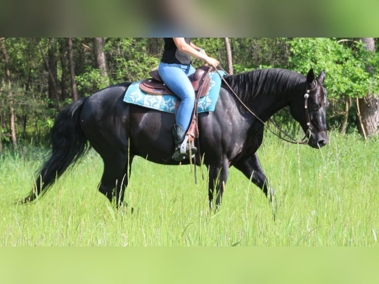 American Quarter Horse Wallach 11 Jahre 156 cm Rappe in Abenberg