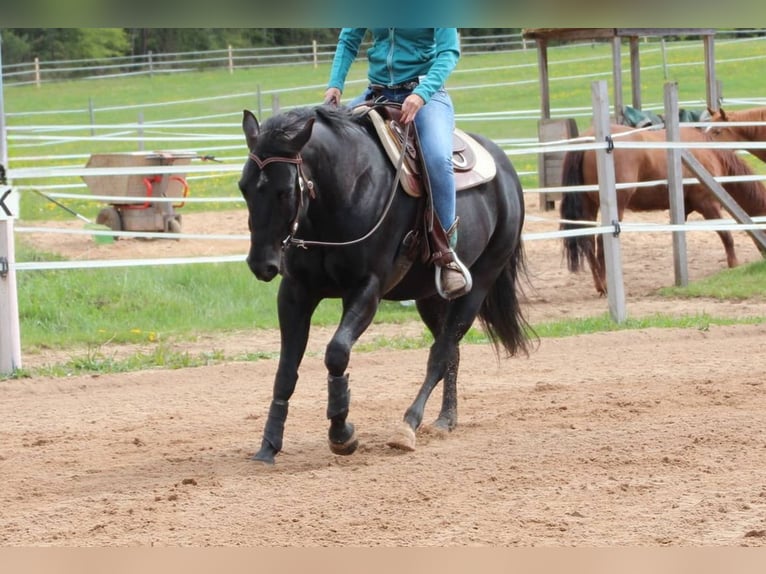 American Quarter Horse Wallach 11 Jahre 156 cm Rappe in Abenberg
