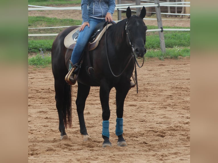 American Quarter Horse Wallach 11 Jahre 156 cm Rappe in Abenberg