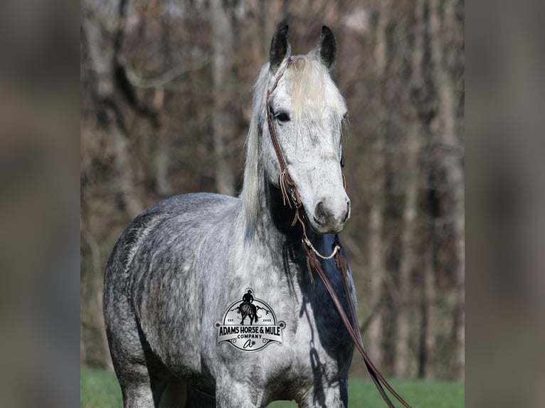 American Quarter Horse Wallach 11 Jahre 157 cm Apfelschimmel in Mount Vernon