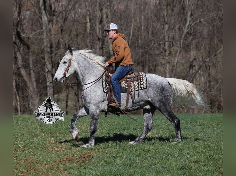 American Quarter Horse Wallach 11 Jahre 157 cm Apfelschimmel in Mount Vernon