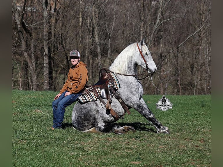 American Quarter Horse Wallach 11 Jahre 157 cm Apfelschimmel in Mount Vernon