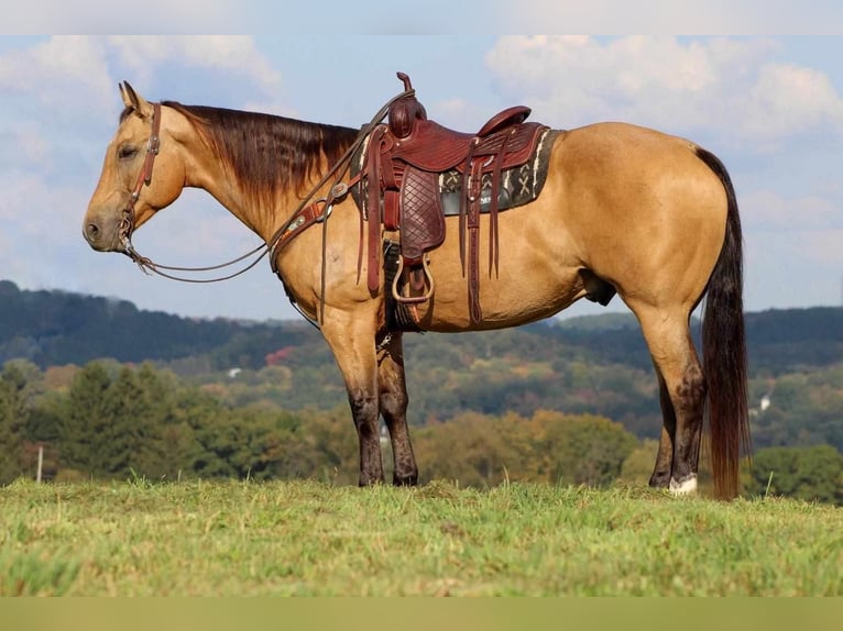 American Quarter Horse Wallach 11 Jahre 157 cm Buckskin in Clarion