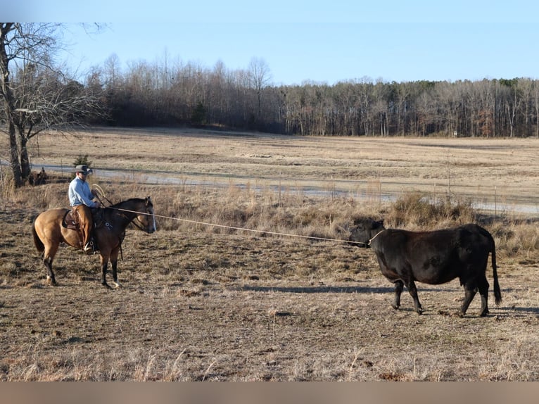 American Quarter Horse Wallach 11 Jahre 157 cm Buckskin in Baldwyn, MS