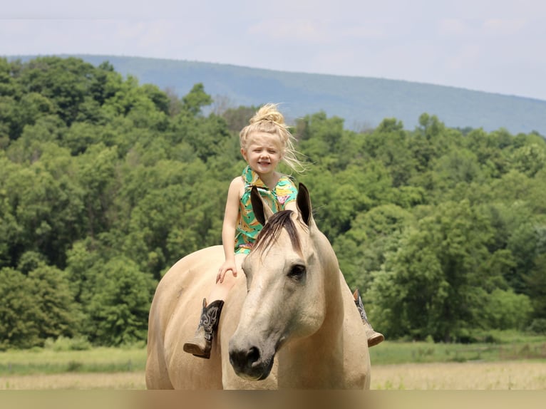 American Quarter Horse Wallach 11 Jahre 157 cm Buckskin in Beaver Springs, PA