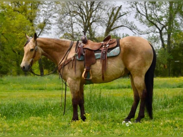American Quarter Horse Wallach 11 Jahre 157 cm Buckskin in Greeneville KY