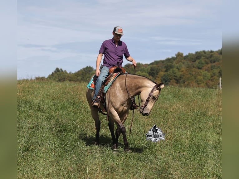 American Quarter Horse Wallach 11 Jahre 157 cm Buckskin in Mount Vernon KY