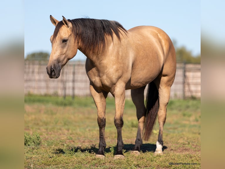 American Quarter Horse Wallach 11 Jahre 157 cm Buckskin in Weatherford TX