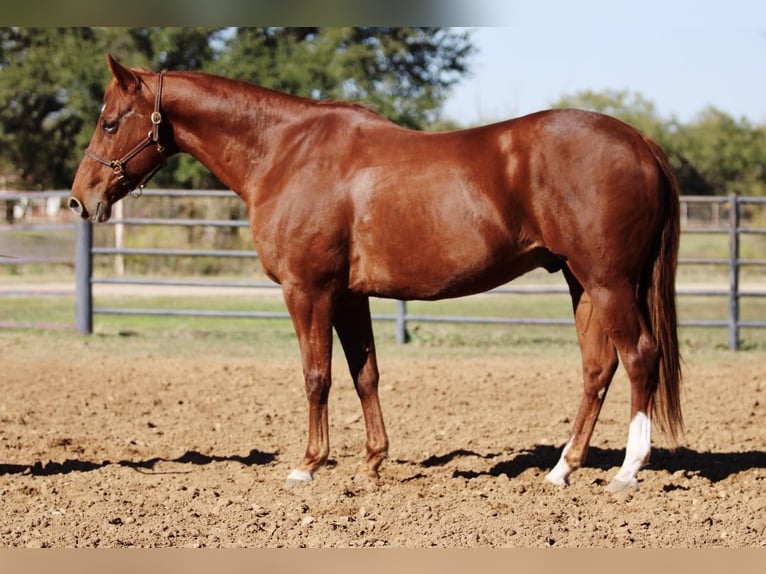 American Quarter Horse Wallach 11 Jahre 157 cm Dunkelfuchs in Breckenridge, TX