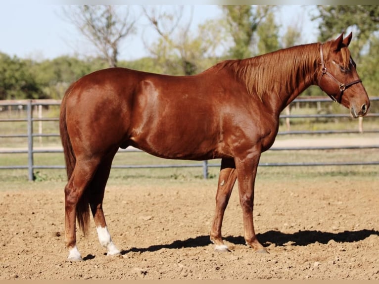 American Quarter Horse Wallach 11 Jahre 157 cm Dunkelfuchs in Breckenridge, TX