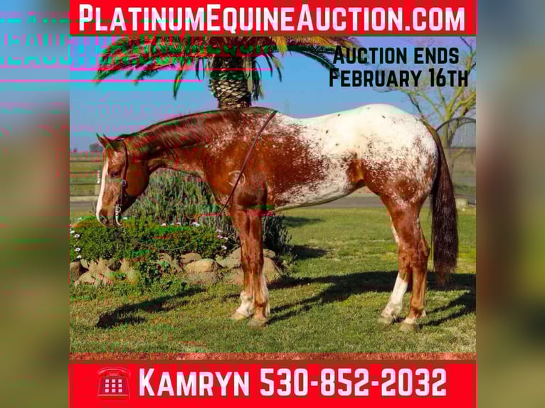 American Quarter Horse Wallach 11 Jahre 157 cm Dunkelfuchs in Pleasant Grove CA