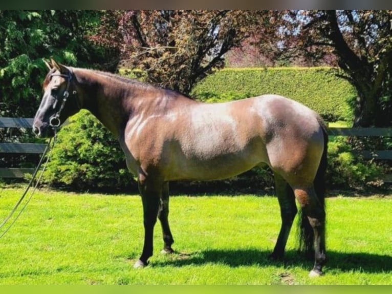 American Quarter Horse Wallach 11 Jahre 157 cm Grullo in Wendall ID